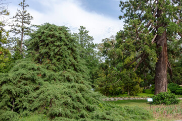 Fototapeta na wymiar Cypress and sequoiadendron in the park