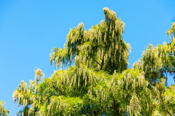 crown of flowering evergreen tree