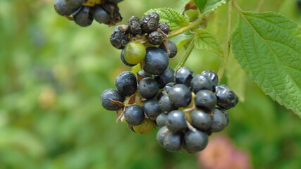 black currant berries