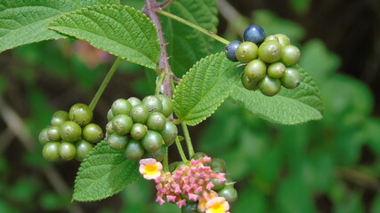 black currant berries