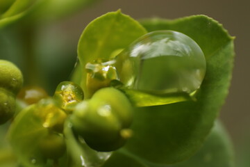 water drop reflection