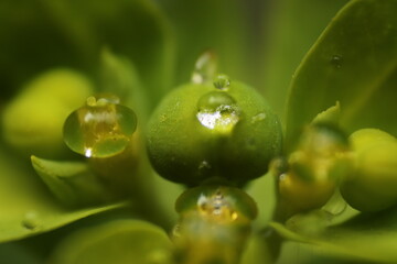 close up of drops on a bunch of grapes