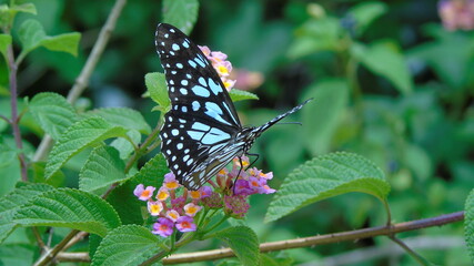 butterfly on a flower