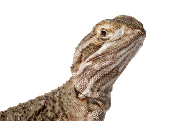 Rankin´s dragon isolated on a white background