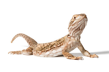 Rankin´s dragon isolated on white background