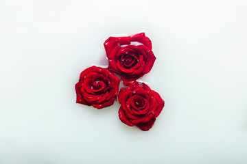 Fototapeta na wymiar Beautiful red roses in a milk bath. Concept of spa treatments, relaxation, spa treatments, therapy