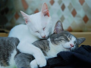 Two cat on the bed