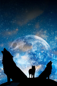 pack of wolves - three wolves silhouette, one howling wolf, over universe and Moon and stars in blue color like magic fantasy animals concept 