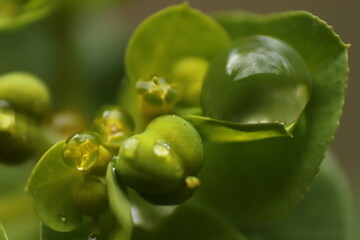 close up of water drops 