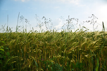 Close-up picture of Beautiful barley field. Countryside village rural natural landscape at sunny weather in spring summer. Green grass and blue sky with clouds. Nature protection concept. Agriculture.