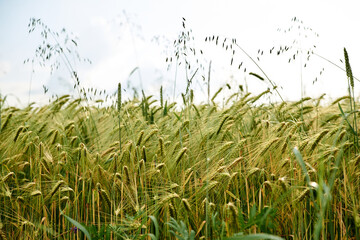 Close-up picture of Beautiful barley field. Countryside village rural natural landscape at sunny weather in spring summer. Green grass and blue sky with clouds. Nature protection concept. Agriculture.