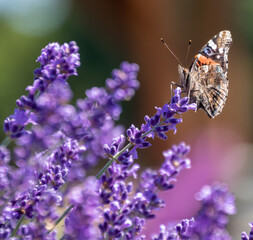 Pipevine Swallowtail Butterfly suckling nectar in  field of blooming French Lavender plants with blurred background on Long Island, New York