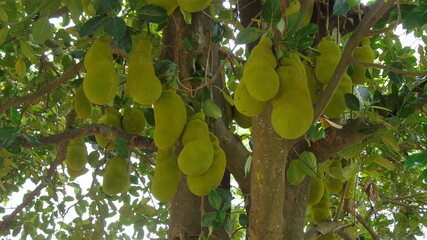 jack fruit on jack fruit tree in the garden