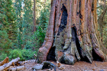 Sequoia National Park in California, USA.