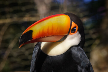 Toucans on dark background
