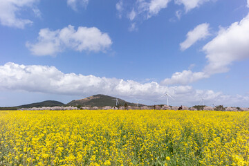 Fototapeta premium 대한민국 제주도 노란 유채꽃 밭