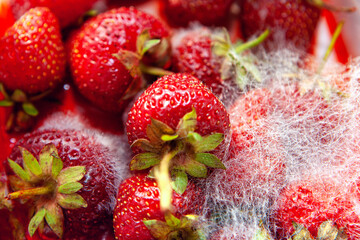 Rotten strawberries macro image .Aversion to spoiled fruit