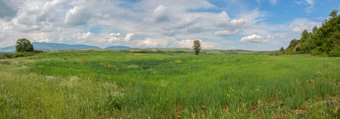 Summertime. Panorama of the green fields of Bulgaria under a picturesque cloudy sky.