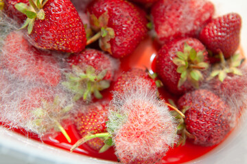 Moldy strawberries in the plate.Spoiled berry crop
