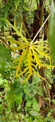yellow fern leaf