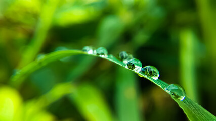 Rain that soaks the earth leaves droplets of water in plants