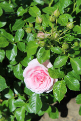 Tender flowers in the field