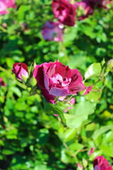 Tender flowers in the field
