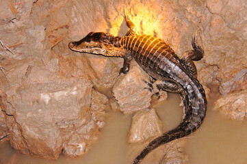 Amazon Basin, Peru, South America