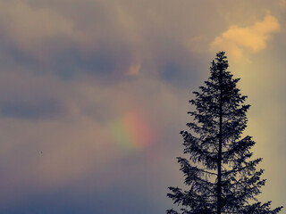 Obraz premium pine tree at sunset