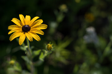 Black-eyed susie flower blooming in the early morning sun with dew drops. Concept for summer, vacation, travel, joy and inspiration.