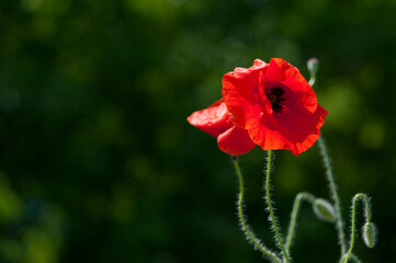 red poppy on a green background