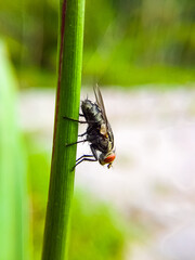 fly on green leaf