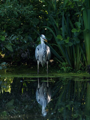 A Grey Heron (Ardea cinerea) fishing at Crime Lake at Daisy Nook Country Park in Oldham on a hot sunny day