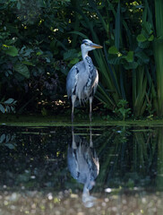 A Grey Heron (Ardea cinerea) fishing at Crime Lake at Daisy Nook Country Park in Oldham on a hot sunny day