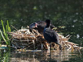 A Coot (Fulica atra) feeding its chick on its nest at Crime Lake at Daisy Nook Country Park in Oldham on a hot sunny day