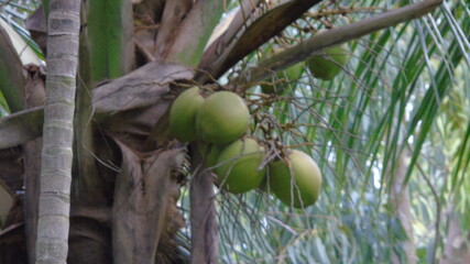 coconut on tree