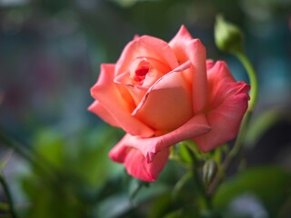 Fototapeta premium Beautiful rose in the garden closeup