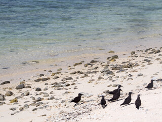 Cocos island resort, Guam, Island