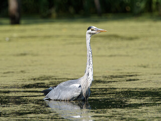 A Grey Heron (Ardea cinerea) fishing at Crime Lake at Daisy Nook Country Park in Oldham on a hot sunny day