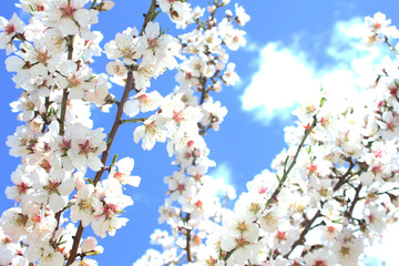 Obraz premium Blossom