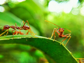 red ant on green leaf