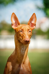 
pharaoh dog beautiful portrait in nature magical walk green background