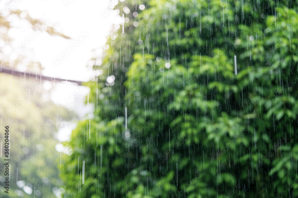 Poster Rain in the daytime with soft focus background green trees