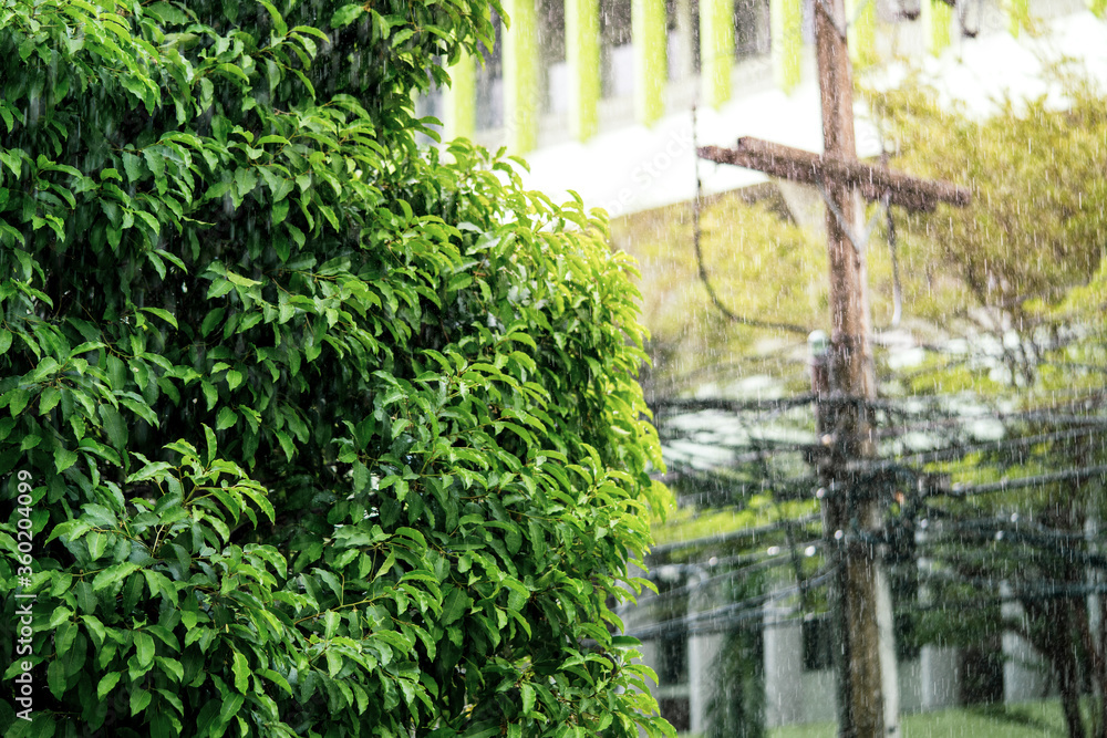 Poster rain in the daytime with soft focus background green trees