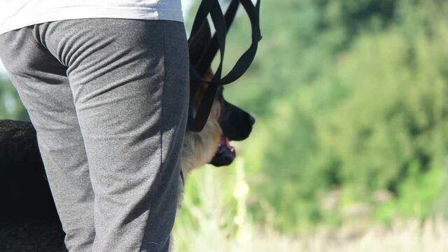 dog attacks, slow motion