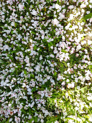 white flower petals lie on the green grass