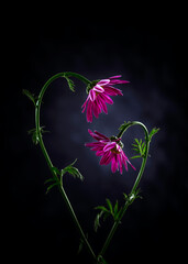 Image with chrysanthemums.