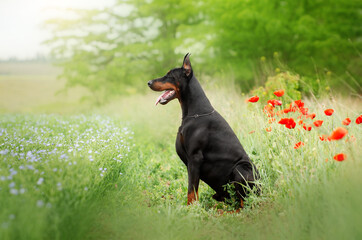 
Doberman dog beautiful portrait magic light beautiful nature