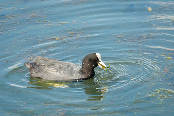 Eurasian coot (Fulica atra) a grey duck with white tip on the head