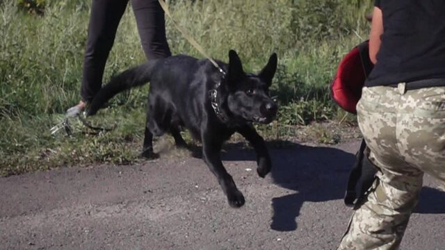 dog attacks, slow motion